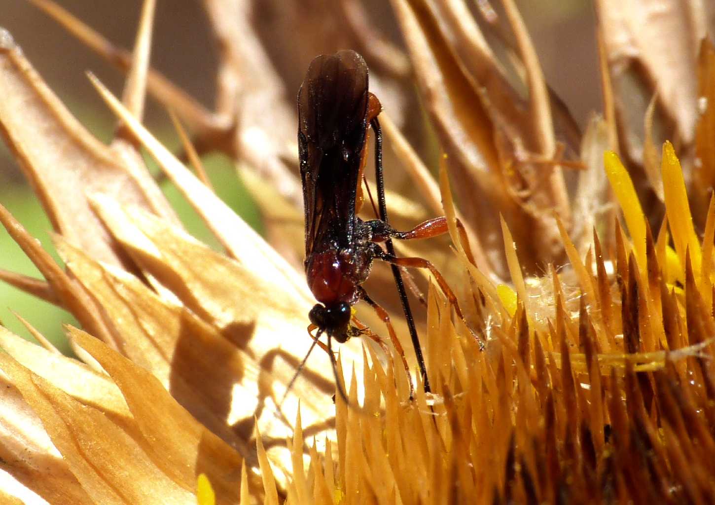 Piccolo Ichneumonidae  (o Braconidae?) su fiore di Carlina